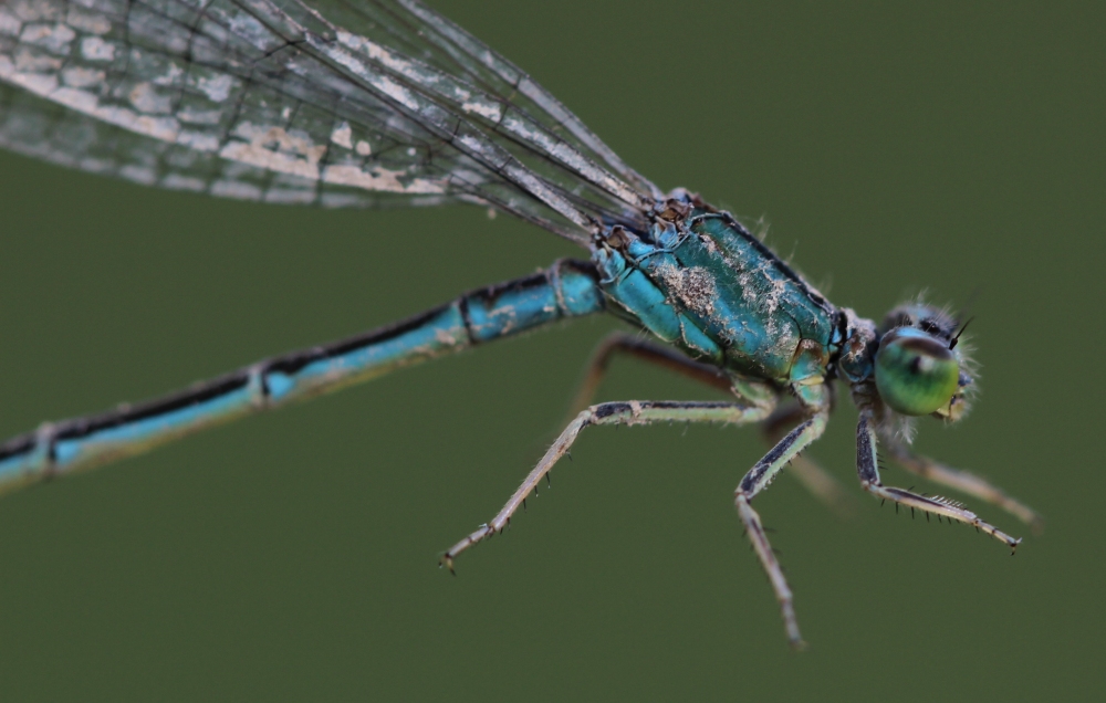 dubbio su femmina di zigottero... I. pumilio